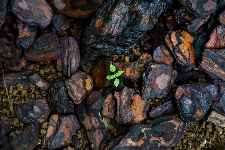 Pequena planta verde nascendo e brotando em meio a cascalhos de madeira, simbolizando o crescimento.