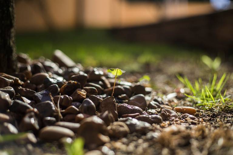Trevo verde crescendo em meio a pedras de um jardim, destacando a resiliência da natureza.