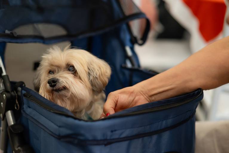 festa infantil – coleção premiada – festa de criança – festa infantil – festa de criança – festa no salão - Inácio – Pelotas – Antonio Rocha Fotografias – Fotógrafo de Crianças – Fotógrafo de Eventos - pet da família - cachorro - bluey - loly pop