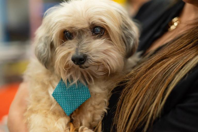 festa infantil – coleção premiada – festa de criança – festa infantil – festa de criança – festa no salão - Inácio – Pelotas – Antonio Rocha Fotografias – Fotógrafo de Crianças – Fotógrafo de Eventos - pet da família - cachorro - bluey - loly pop