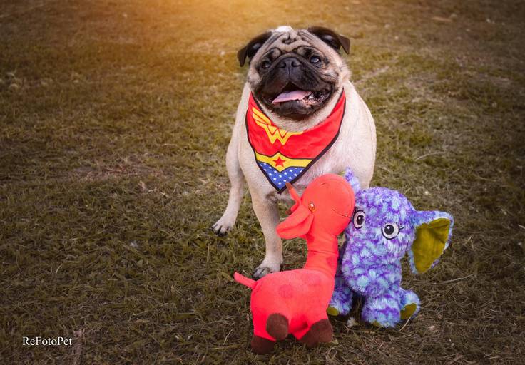 pug