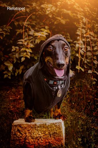 dachshund