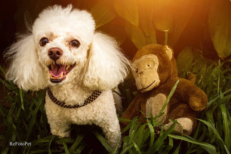 poodle