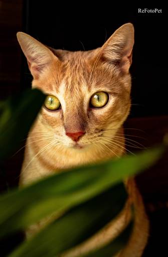 felinos