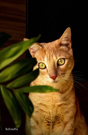 gatos
