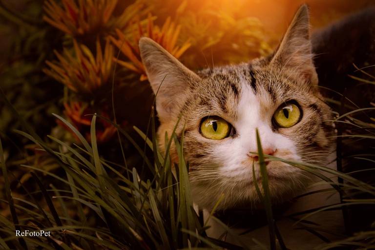 gato