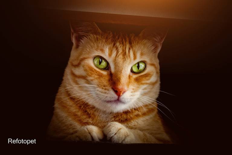 felino