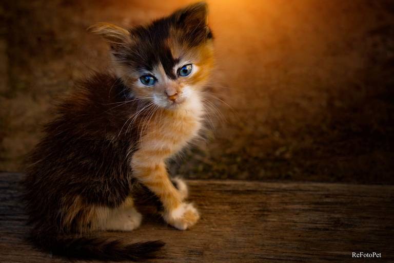 gato filho