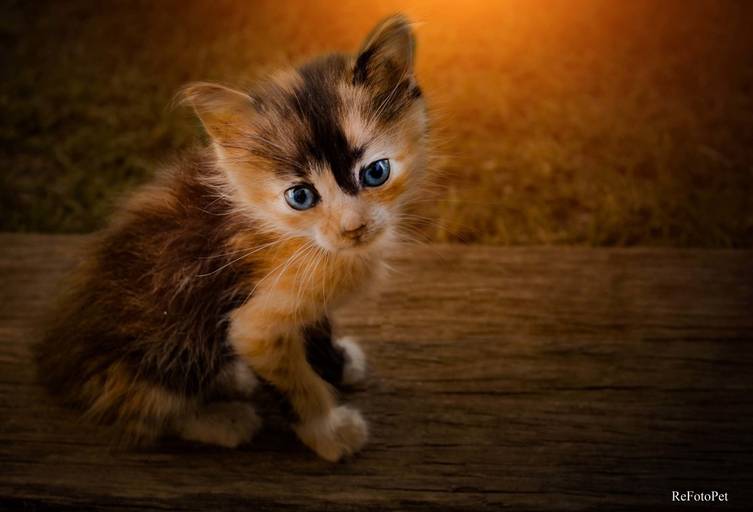 felinos