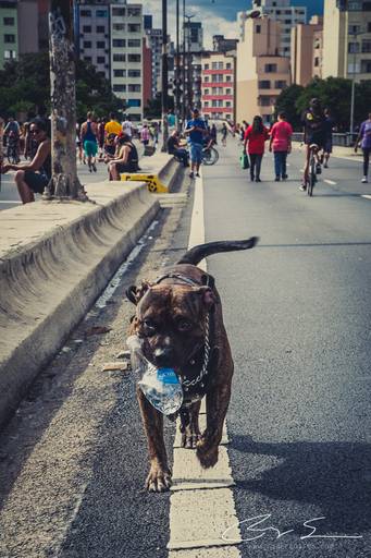 carnaval de rua são paulo pessoas prédios fantasias olhares alegria tristeza álcool cachorro pitbull garrafinha de álgua
