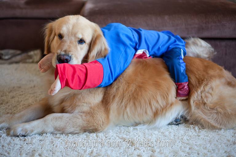 FOTO BOOK INFANTIL MENINO E CACHORRO CAXIAS DO SUL-RS