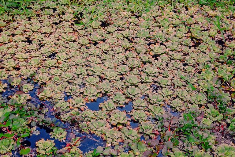 Vegetação aquática