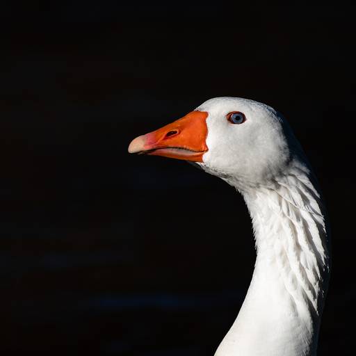 2019 | Selección Especial Grupo Motiquedada - Escuela Motivarte