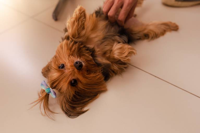ensaio de familia recife- ensaio em casa-ensaio com pet-ensaio com cachorro- isabela lucena fotografia