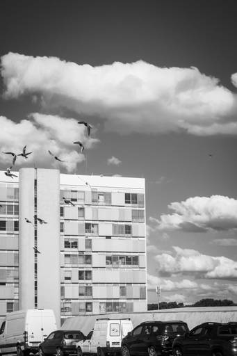 pássaros em brásilia