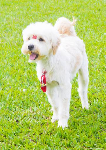 Ensaio pet.revelfilme