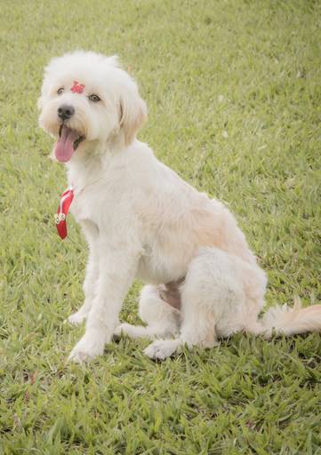 Ensaio pet.revelfilme