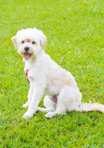 Ensaio pet.revelfilme