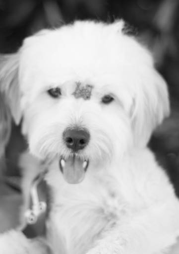 Ensaio pet.revelfilme