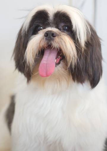 Ensaio pet.revelfilme