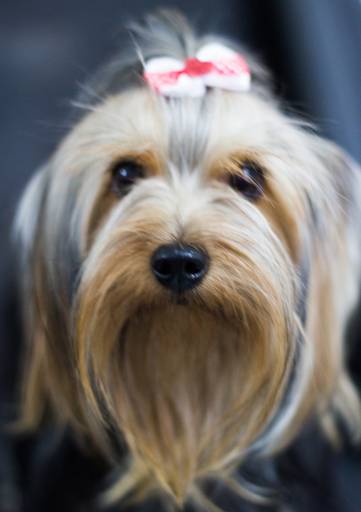 Ensaio pet.revelfilme