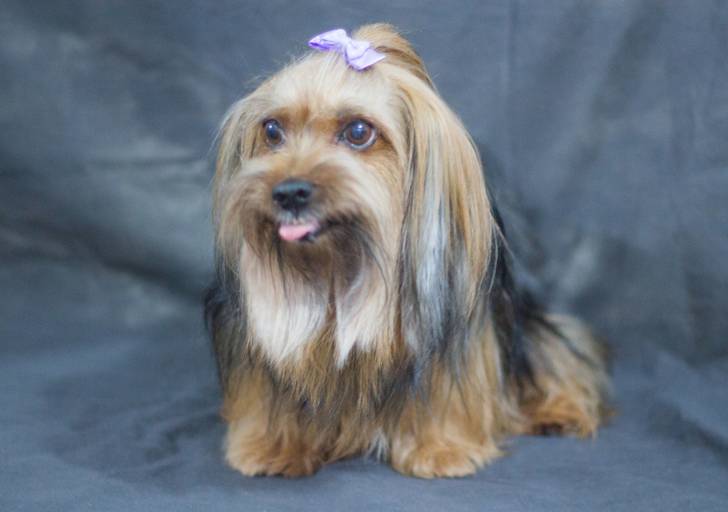 Ensaio pet.revelfilme