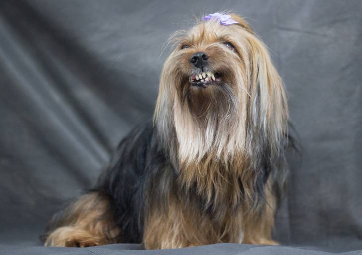 Ensaio pet.revelfilme