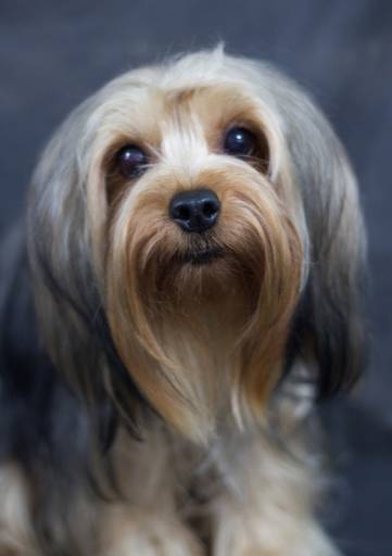 Ensaio pet.revelfilme