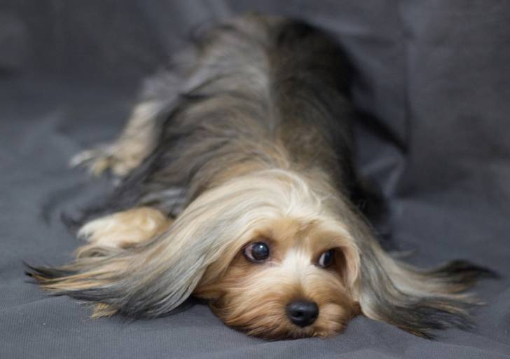 Ensaio pet.revelfilme