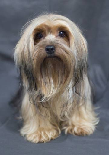 Ensaio pet.revelfilme