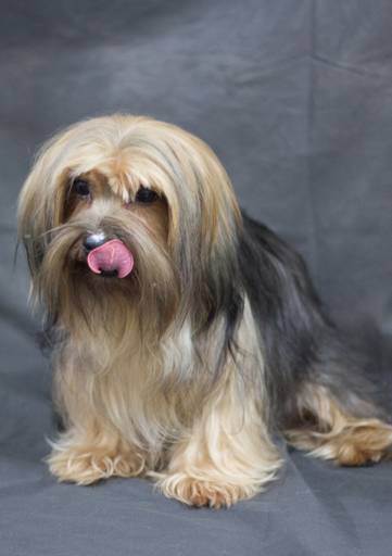 Ensaio pet.revelfilme