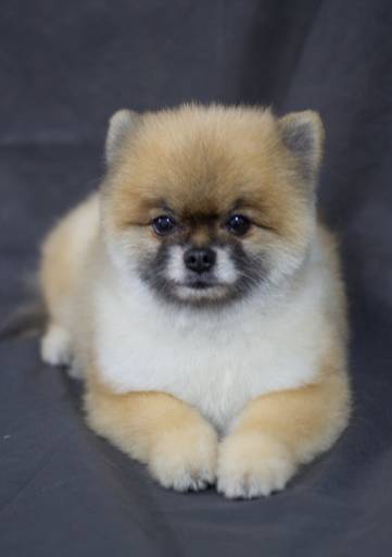 Ensaio pet.revelfilme