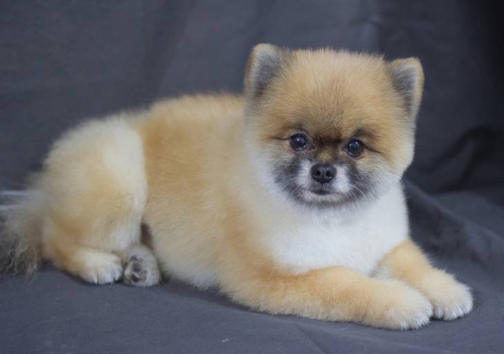 Ensaio pet.revelfilme