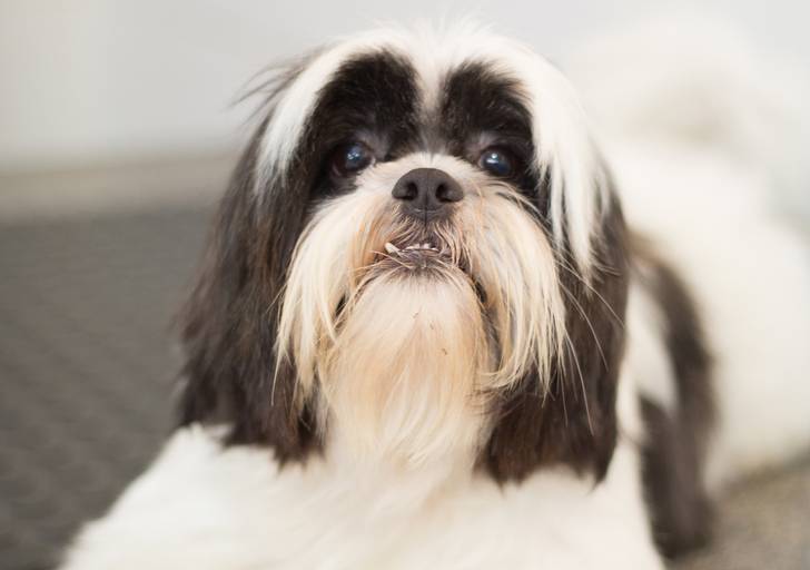 Ensaio pet.revelfilme