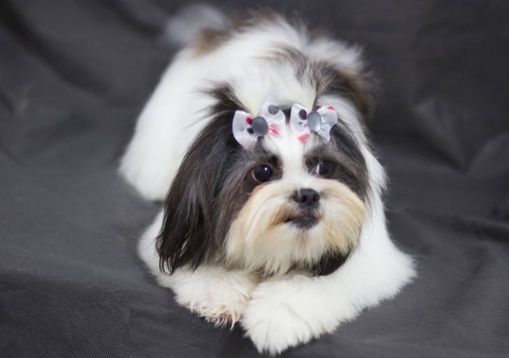 Ensaio pet.revelfilme