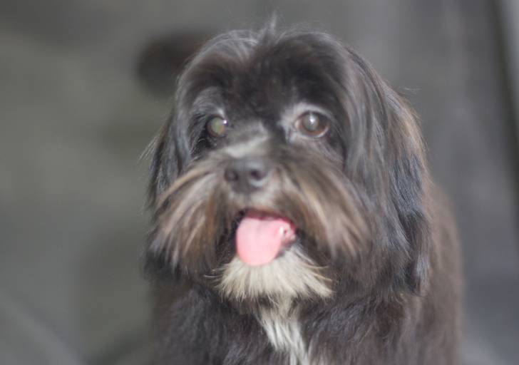 Ensaio pet.revelfilme