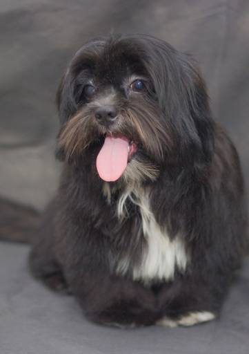 Ensaio pet.revelfilme