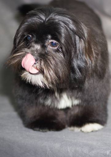 Ensaio pet.revelfilme