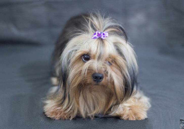 Ensaio pet.revelfilme