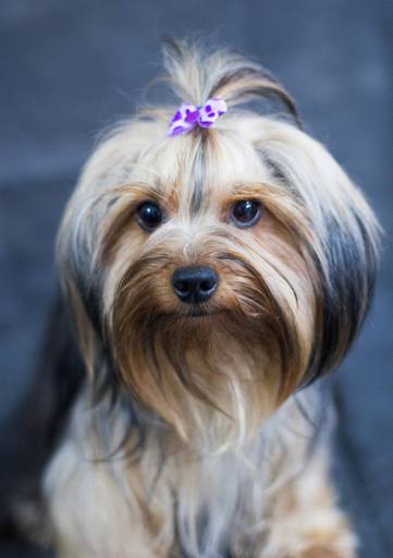 Ensaio pet.revelfilme