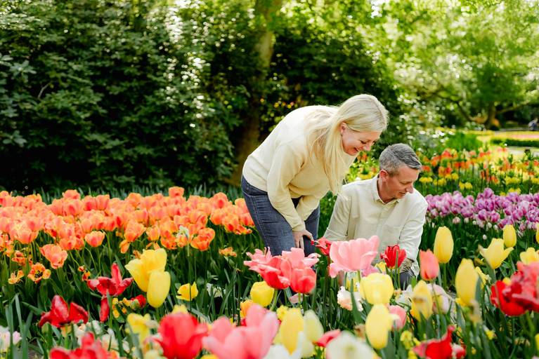 Couple bending down to look at tulips during their Keukenhof photoshoot, surrounded by bright red, yellow, and pink flowers. A fun and vibrant photography activity for visitors staying in Amsterdam