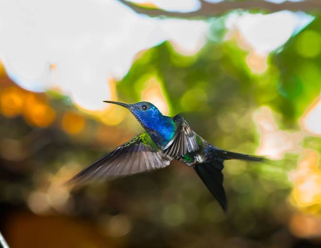 Beija-Flor
Persigo eles a mais de dez anos, são muito rápidos