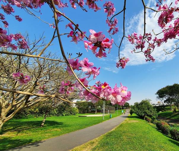 Bacacheri Park Curitiba Brazil
