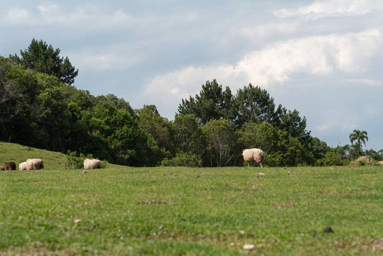 Sheeps in Mandirituba near Curitiba Paraná Brazil