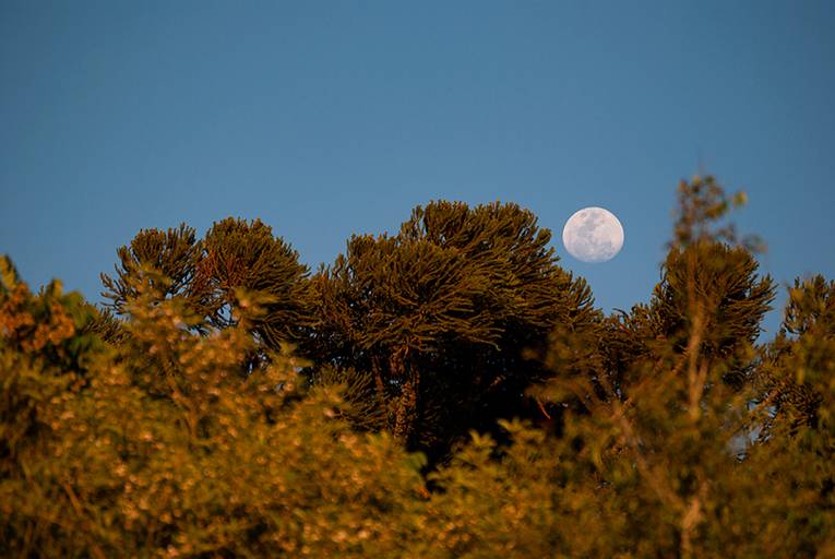 Moon over Bacacheri Park Curitiba Brazil
