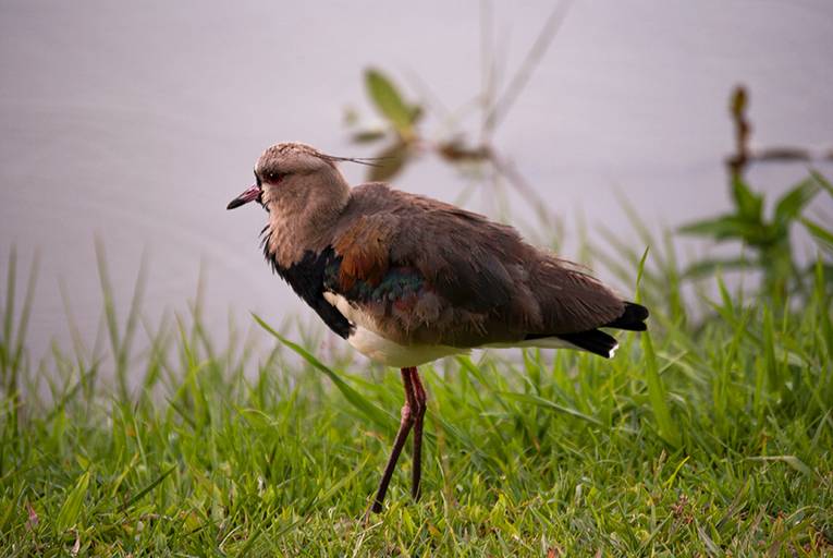 Bacacheri Park Curitiba Brazil birds Quero-Quero