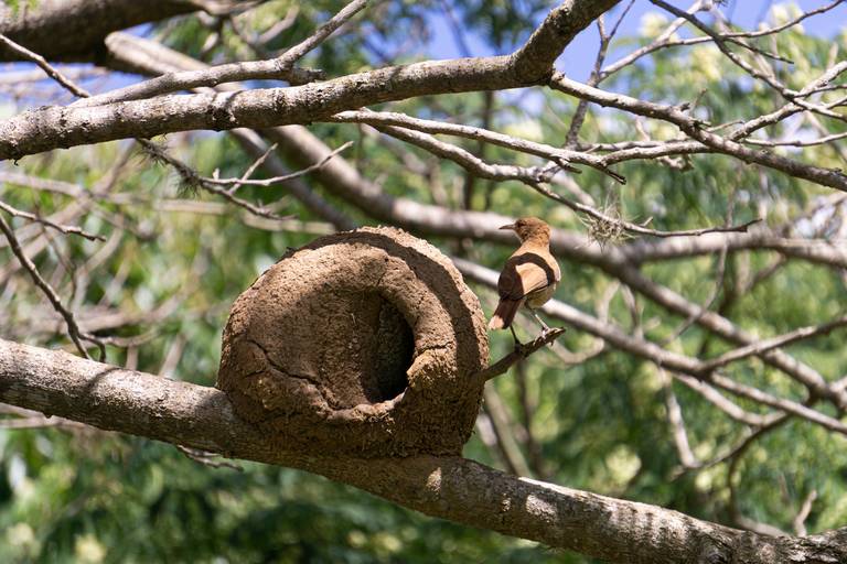 Bacacheri Park Curitiba Brazil birds João de Barro