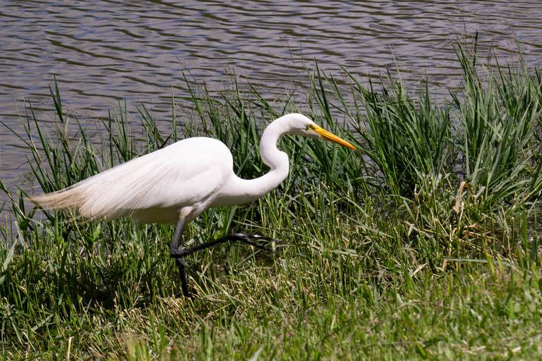 Bacacheri Park Curitiba Brazil birds