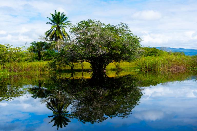Mine Pantanal Marimbus