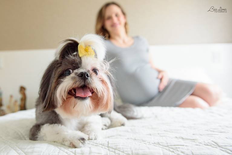 Ensaio gestante em casa com pet Campinas Bia Lima Fotografia